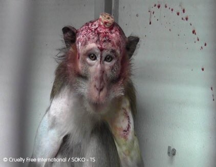 chitayat_PO's tweet photo. #BoycottMauritius they export monkeys for #LabTesting join #SaveChippy group ๐๐พโ๐ผ๐https://t.co/ygBbP5YbtR ๐ซ๐๐ขthis madness. https://t.co/lWYyha2SMK