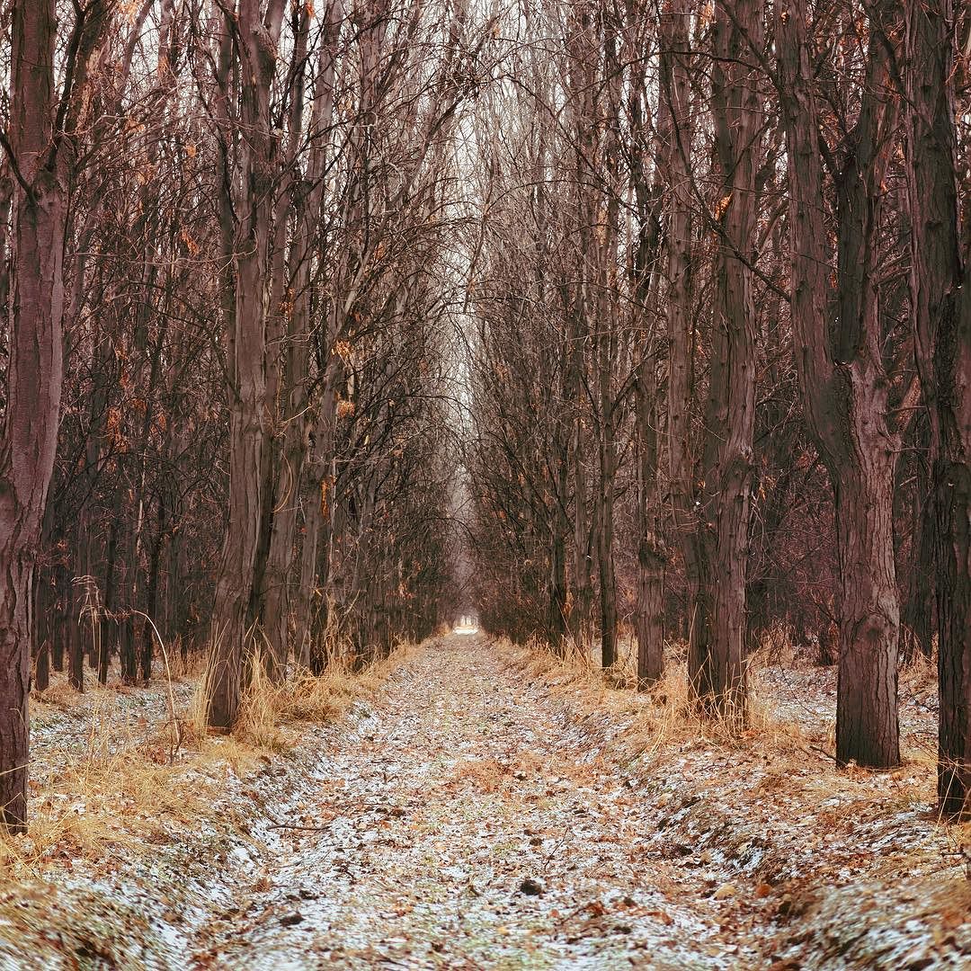 kevinwenning's tweet photo. You should wander into the forest in winter. Really you should. #intentionallylost #earthim… https://t.co/541c79PirA https://t.co/00h64EmJpy