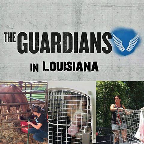 Guardians of Rescue tweet media