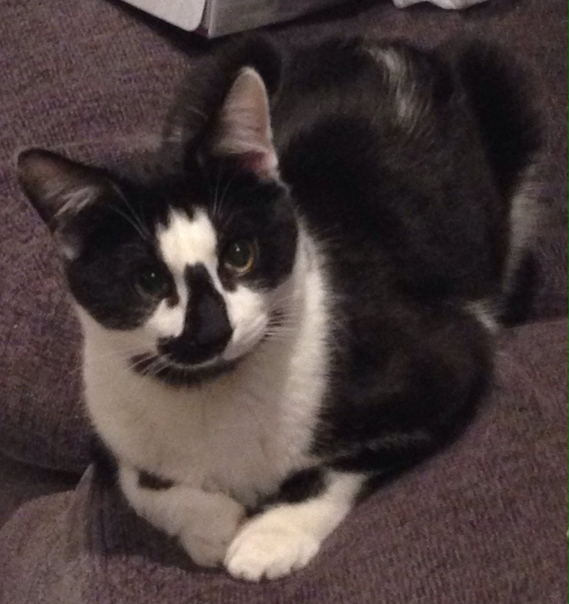 FindPeterPonce's tweet photo. #CatsOfTwitter I'm #missing 1/3 of my #tuxie #boys #PonceClan this is not good.
And it's always this lil feck #PerryPonce #WheresPerry πππ https://t.co/bJf8anIqba