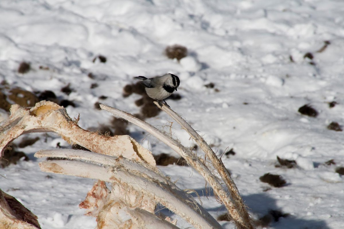 ChickNugs's tweet photo. god just look at it i can't take it
#MountainChickadee
#BlackMetal
#HARDCOREASFUCK
#SoFluffSoTuff https://t.co/YUAc1tRp6c