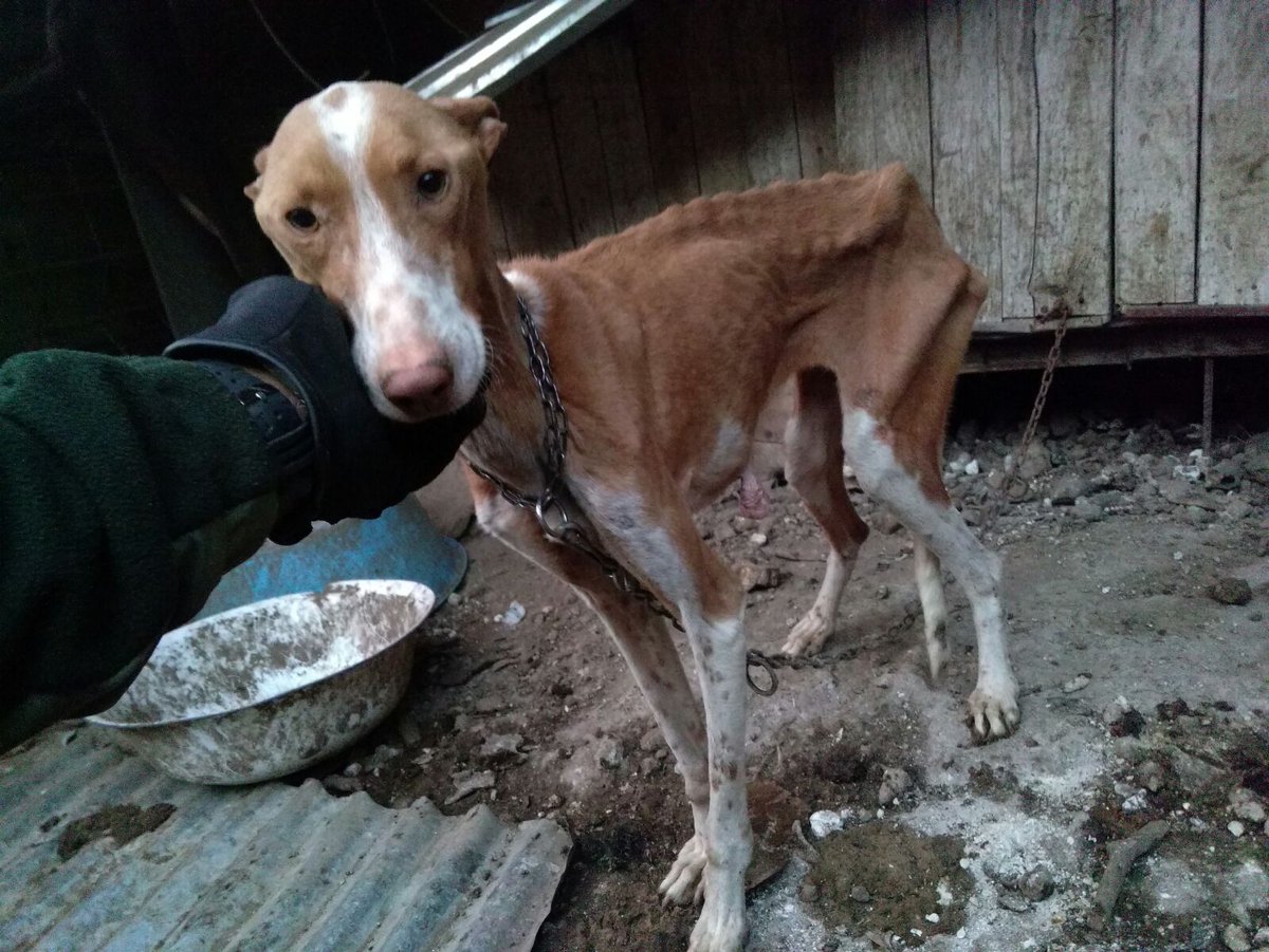 Muchísimas gracias a <a href="/MurgaZetaZetas/">Murga Zeta Zetas</a> por su tema contra el maltrato animal.

Gracias por dar voz a los sin voz.

#finalmurgassc