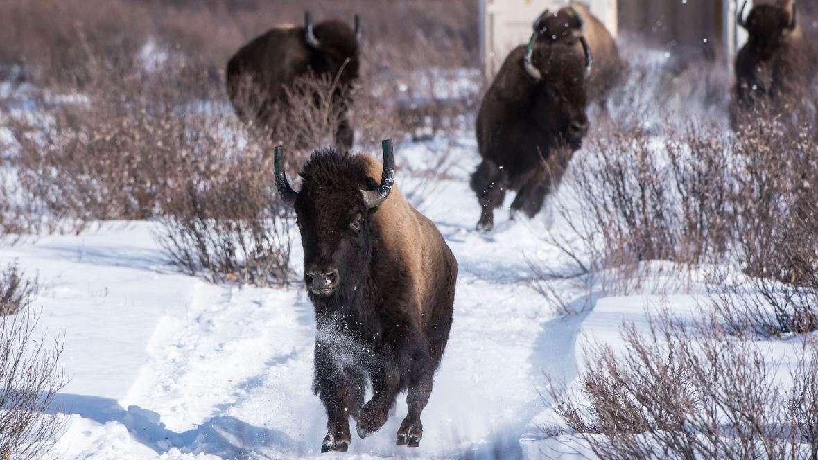 iphoros's tweet photo. Restoring nature: returning the almost extinct bison buffalo to Banff National park proves humans can do better https://t.co/zxoEpvapKH https://t.co/90YLAVHLcW