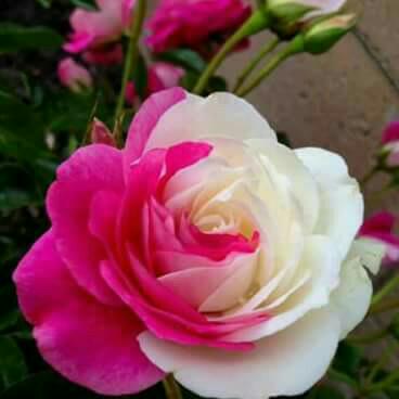 Sabor_ca tweet picture