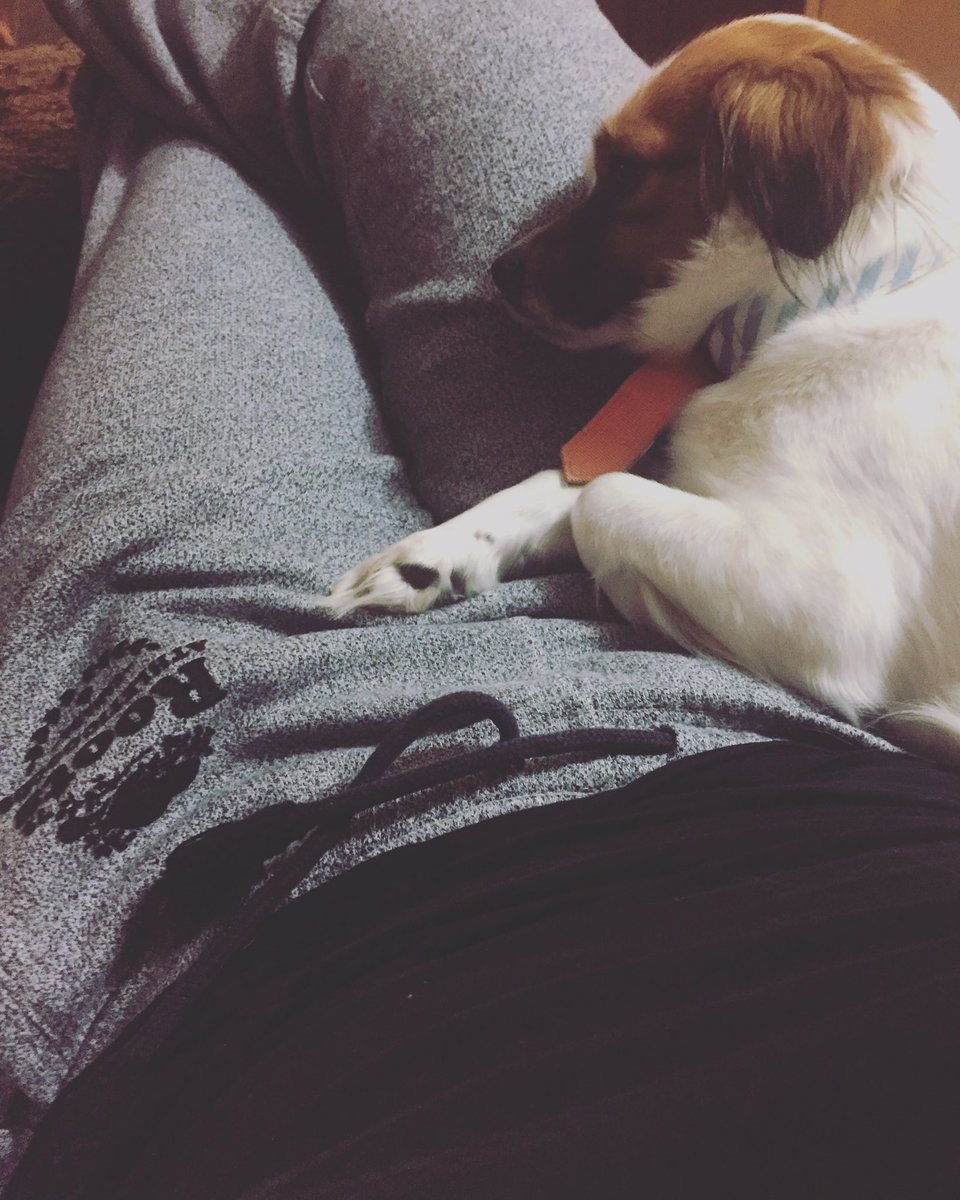 princessNpookie's tweet photo. When you babysit your best friends dog and actually let him on the couch #spoiled https://t.co/EO0eFyWsSh