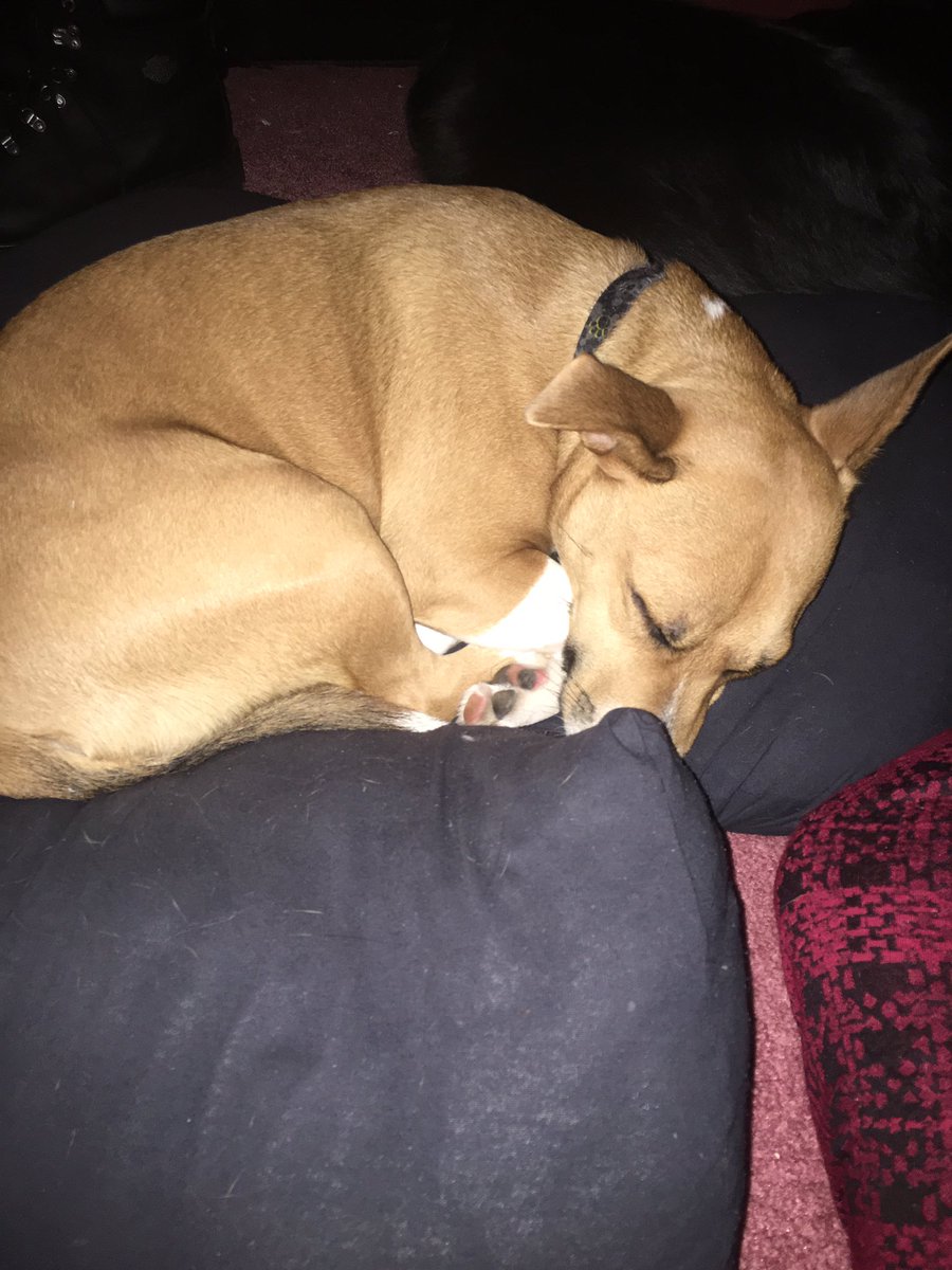 chellofagamer's tweet photo. Here's a sleepy nugget for your troubles #pup #ImNotProcrastinating #JkIAm https://t.co/EXLR6xlDcq
