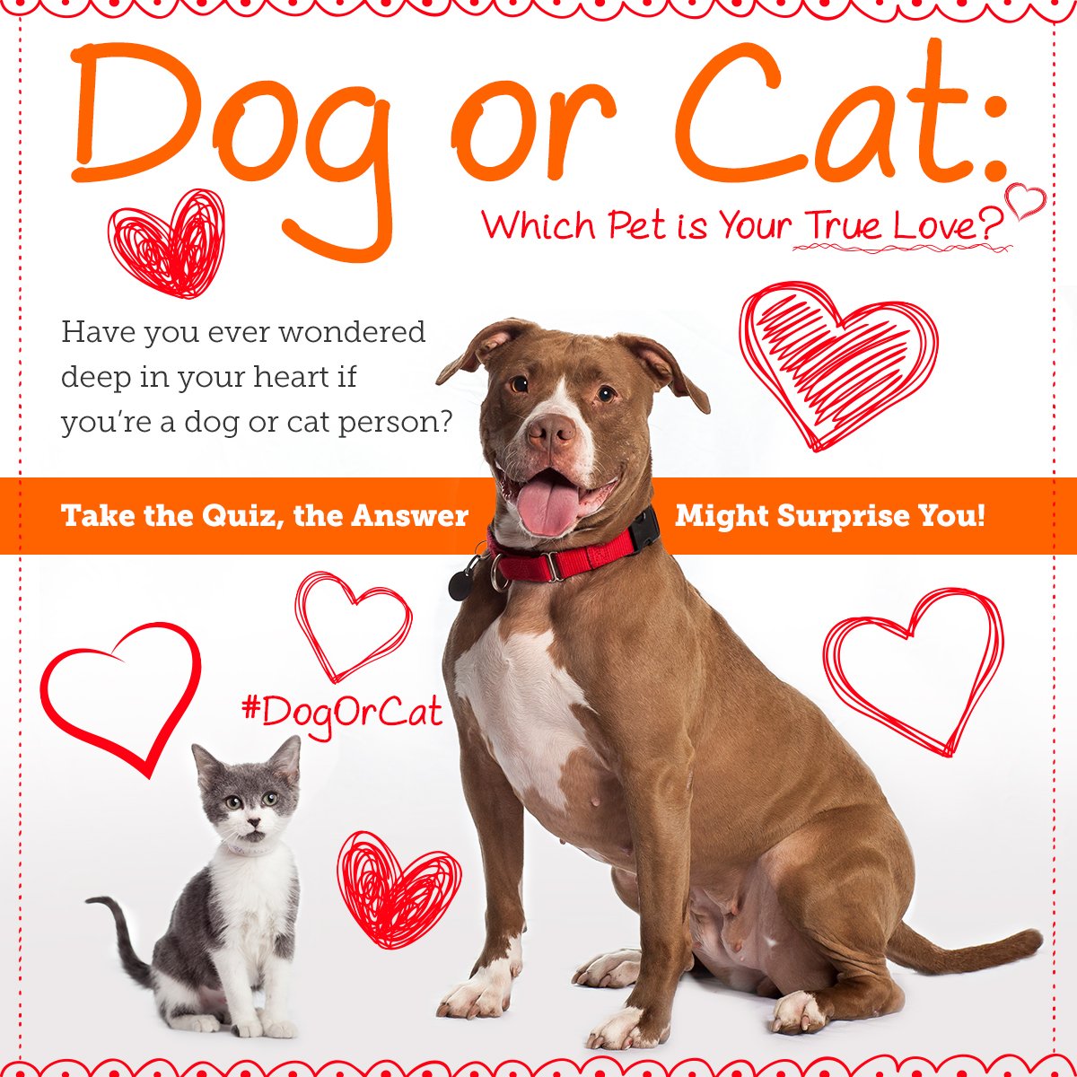 ASPCA's tweet photo. Are you a #cat or a #dog person? Take our #quiz and find out! https://t.co/5yBGCMQEOL #DogOrCat https://t.co/aR2Q0CLfMz