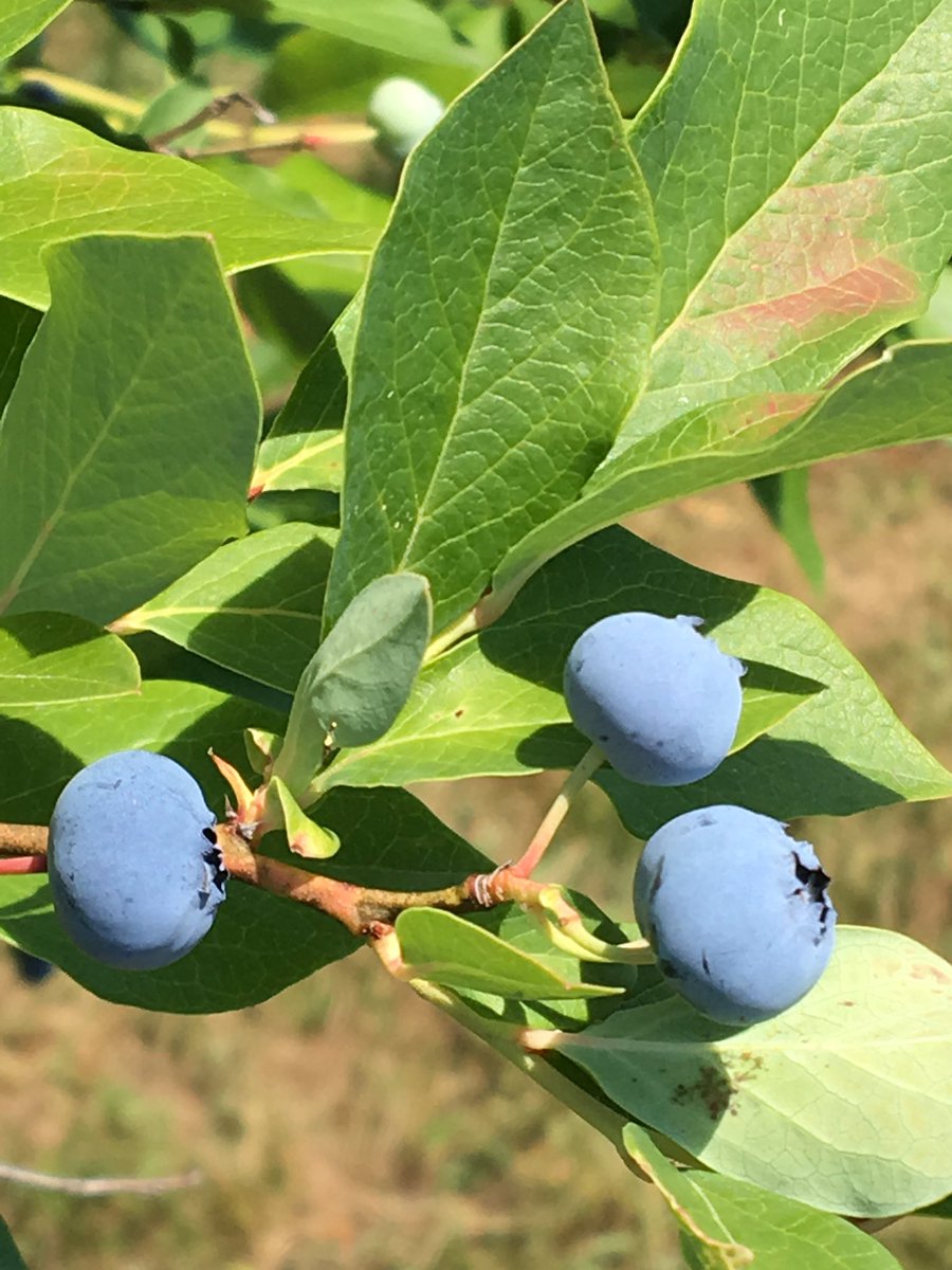 Dreaming of warmer days? Orchard Blues now available! <a href="/idylwildefarms/">Idylwilde Farms</a> <a href="/cbc_westford/">CBC Liquors, Westford</a> <a href="/concordcheese/">The Cheese Shop</a> <a href="/ColonialSpirits/">Colonial Spirits of Acton</a> <a href="/TrueWestBrewing/">BrewTrueWest</a>