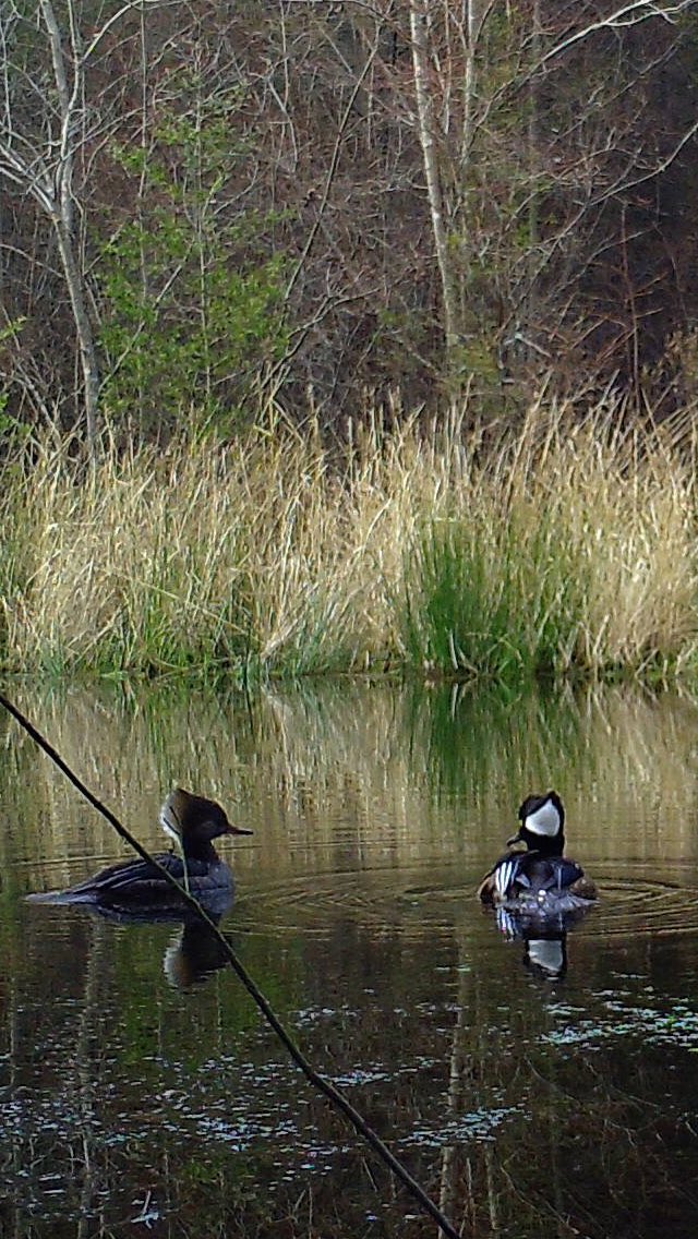 #hoodedmergansers