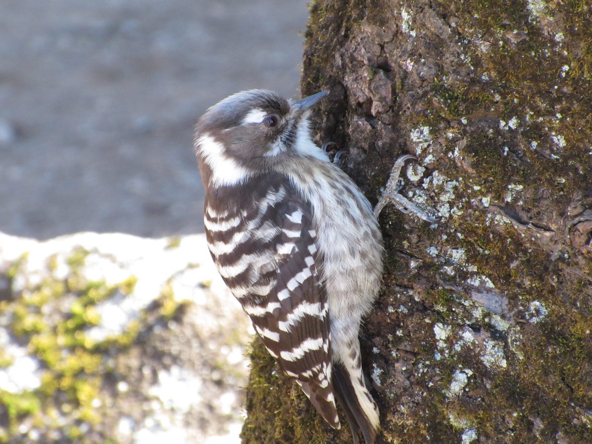 都立小金井公園 茶褐色と白のまだら模様が美しいコゲラを見つけました 樹皮につかまり素早く縦横に移動しながら表層をつつき 食べ物を探します 小金井公園の一部が所在する小平市の 市の鳥 にも指定されているそうです T Co 6vxiao8xxd