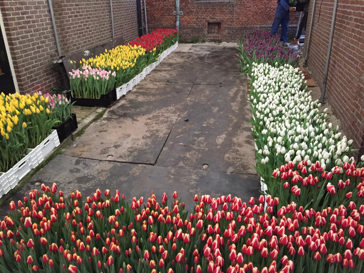 Pietvriend's tweet photo. Hier de volle bakken maar voor de vroege bezoekers kan het vandaag nog. Er zijn nog #tulpen te plukken vanaf 10 uur #driebanflora geopend https://t.co/Vg2Gg8FUq7