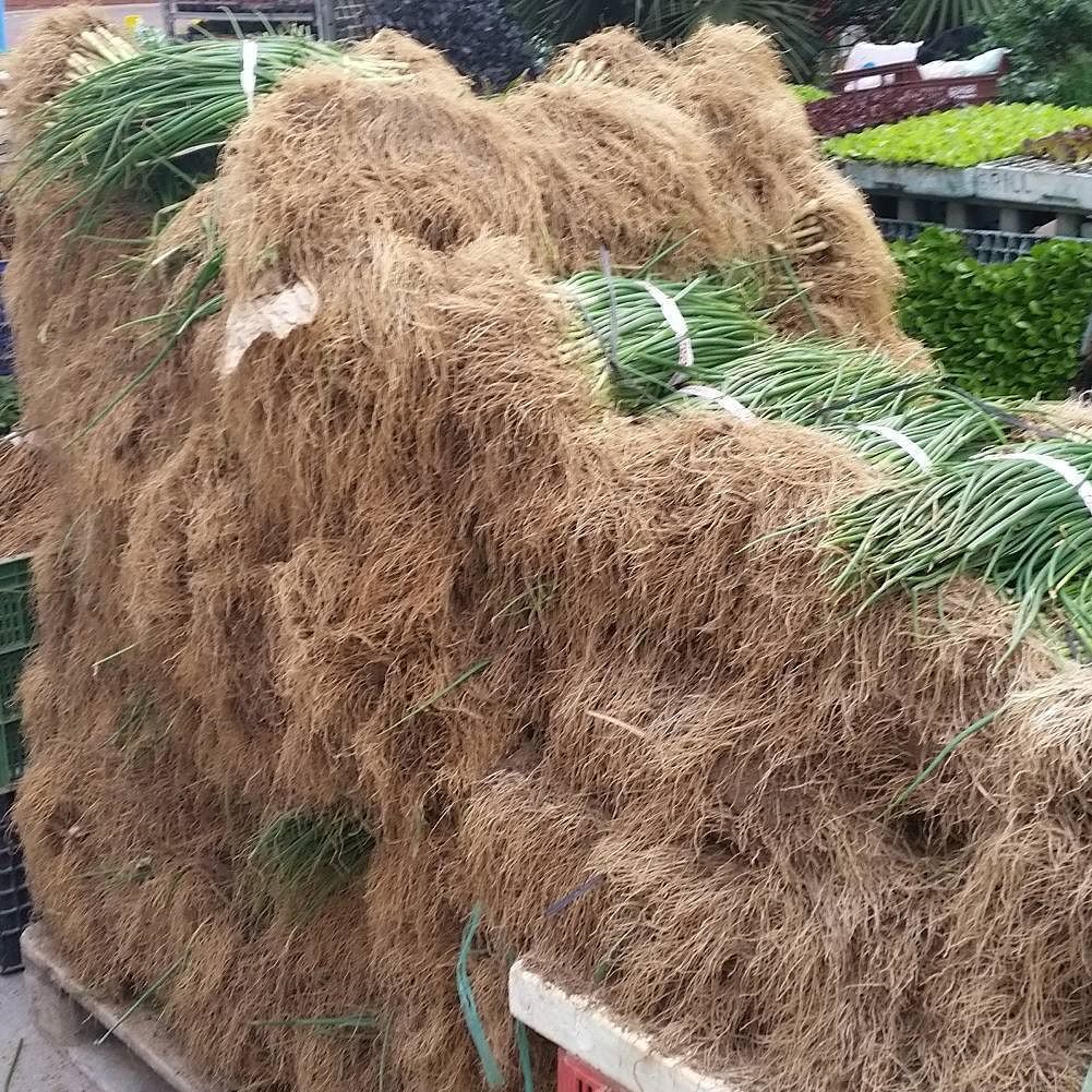 jordibeumala's tweet photo. Piles i piles de #planter a la #firacandelera #cebes #alls #calçots #cibulet ...que no falti de res!!! #molinsderei… https://t.co/5hb92fpQCd