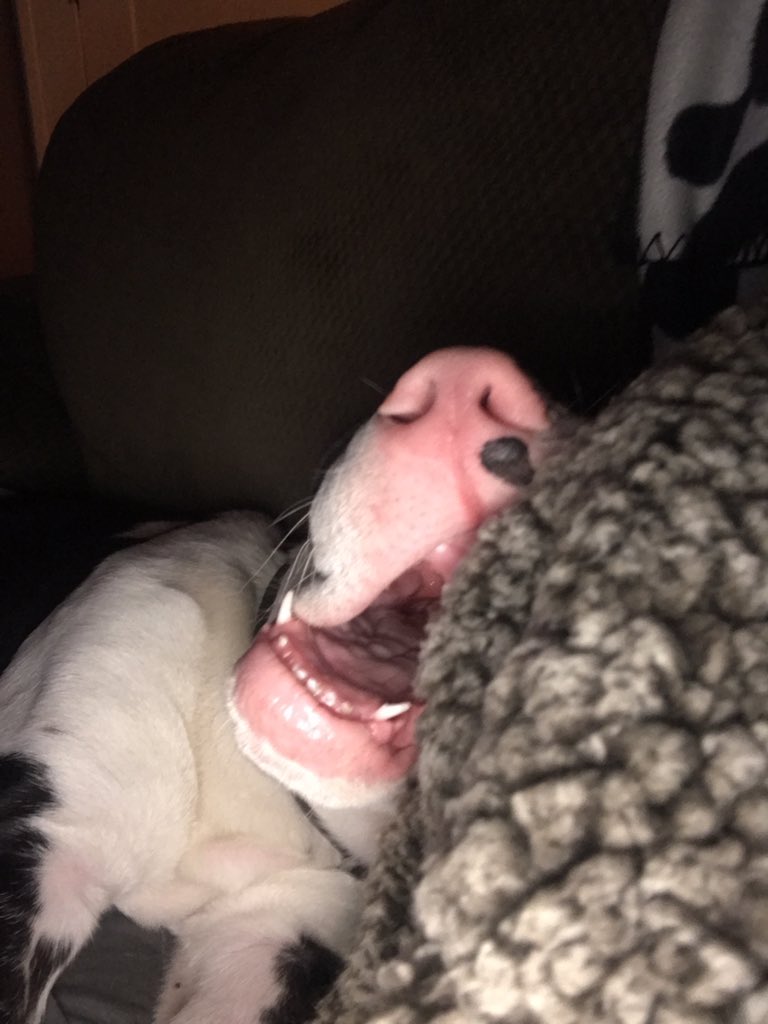 TColflesh's tweet photo. I have no words... ๐๐๐ #sleepycow https://t.co/IoP8N7YUpC