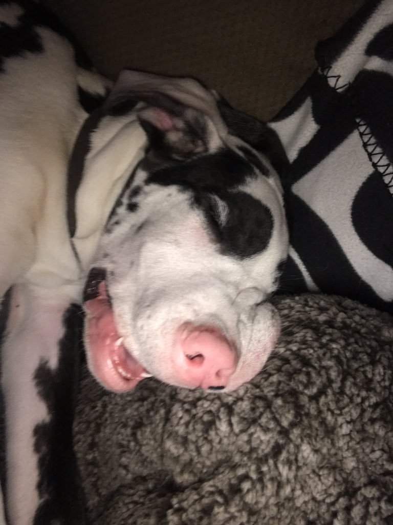 TColflesh's tweet photo. I have no words... ๐๐๐ #sleepycow https://t.co/IoP8N7YUpC
