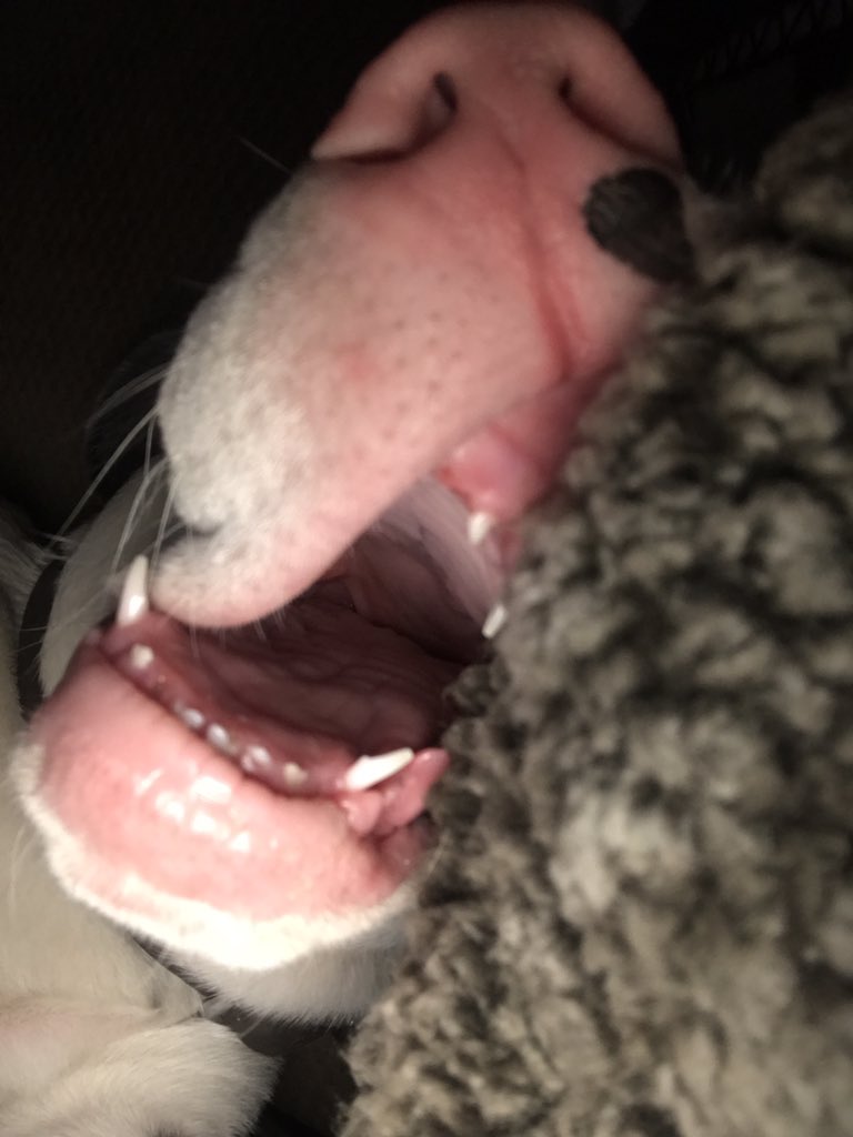 TColflesh's tweet photo. I have no words... ๐๐๐ #sleepycow https://t.co/IoP8N7YUpC