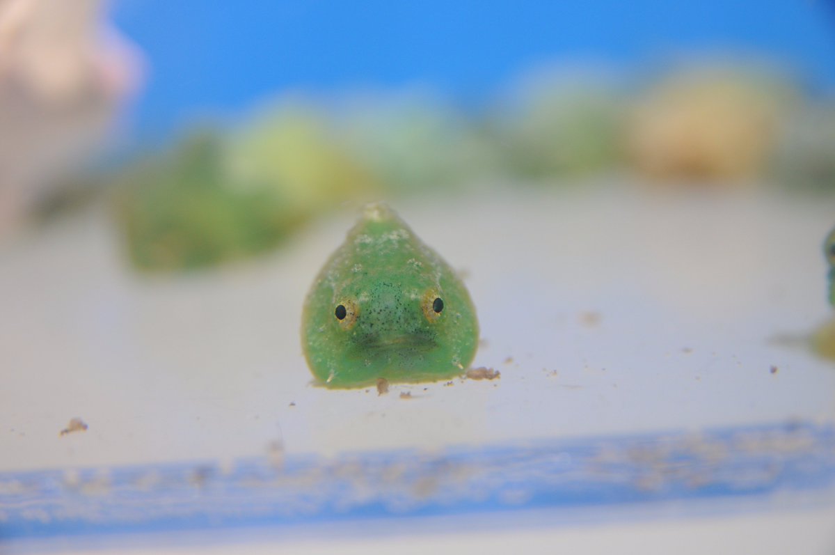 サンシャイン水族館 今年も ダンゴウオ 始めました 小さくて丸い体がとてもカワイイ 水族館のアイドルです 深海生物ではないですが 冷たい海に生息する魚です 今年も繁殖を目指して飼育していきます サンシャイン水族館 T Co 22dczltdzv