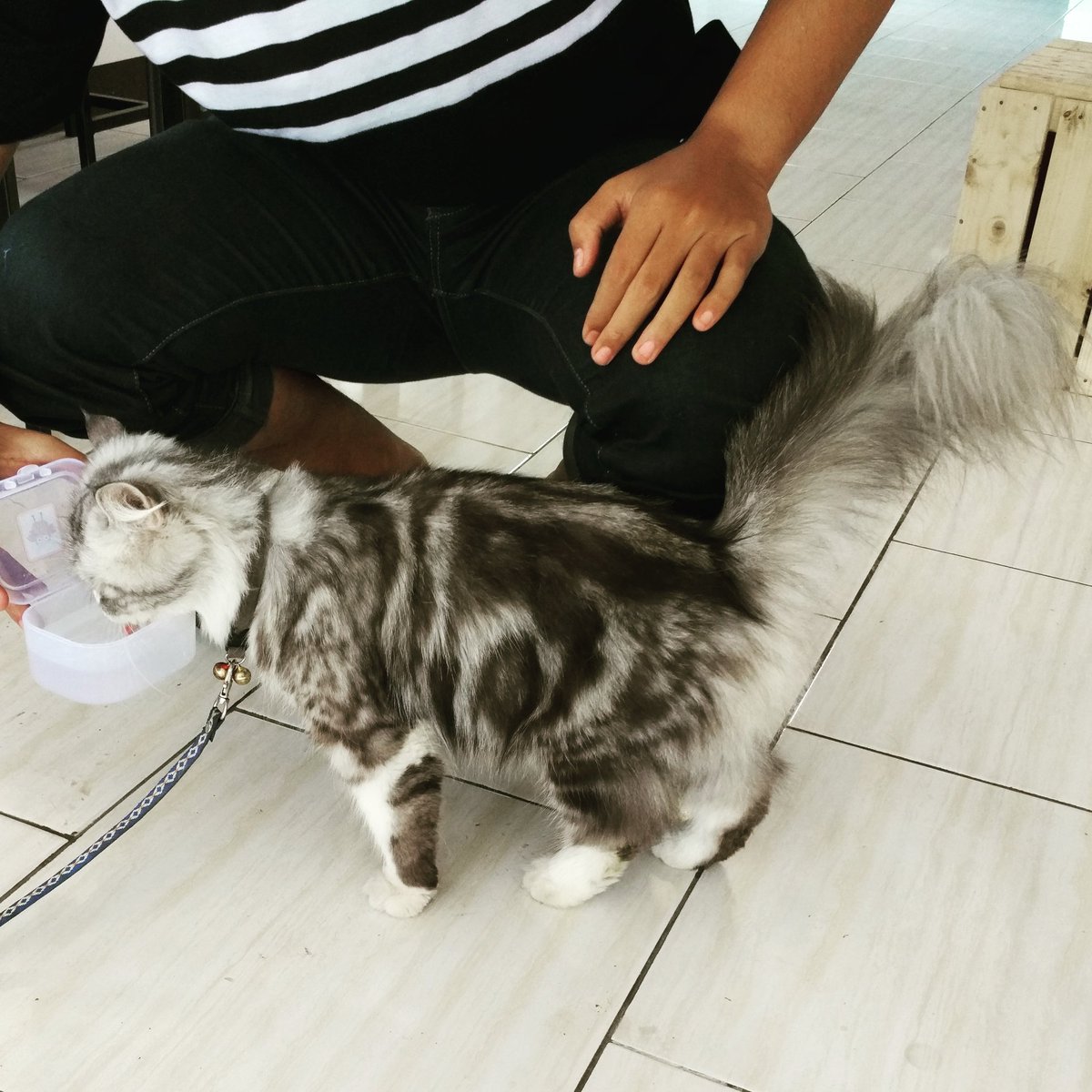 Ditemukan kucing berbulu lebat .. Bagi yg merasa kehilangan datang aja langsung ke store @cottoncombed_bdg jl.wangsareja no.7 lengkong kecil