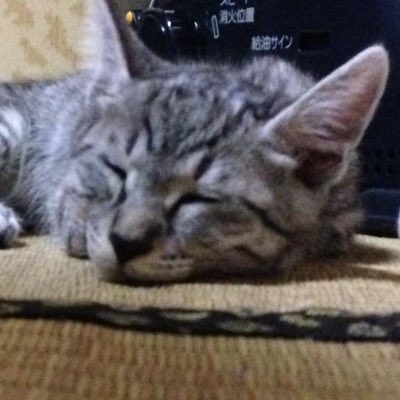 warawanaineko05's tweet photo. #新しいプロフィール画像 https://t.co/mry5KhLVfY