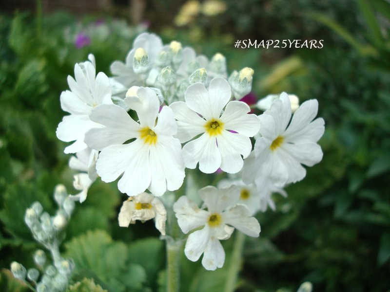 花桃 No Twitter ハート型の花びら５枚の可愛い花を発見 調べたら 化粧桜 乙女桜 西洋桜草 プリムラマラコイデス っぽい 花言葉 運命を開く 気取らない愛 花言葉も素敵 今日2 12の誕生花だそうです 私の 世界に一つだけの花 Smap25years