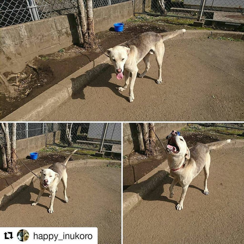 jillandbelle's tweet photo. 🆘🆘🆘🆘ホワイトくんの里親様募集中です🐶🐾🆘🆘🆘🆘#Repost @happy_inukoro with @repostapp
・・・
今日のinukoro。
名前はホワイト。男の子です♂😆
元気が良く人は大好きですが、他犬との相… https://t.co/45LRhKI9f8