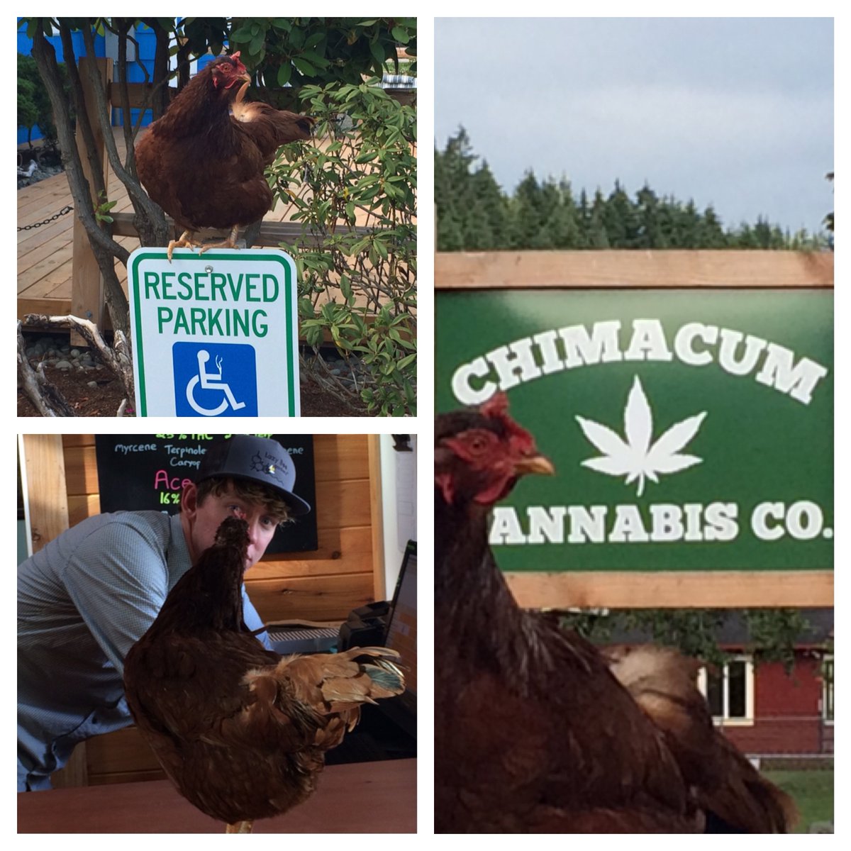 chimcannabisco's tweet photo. Just cluckin’ around at the farmhouse... 🐓🐓🐓 #whynot #chickeninvasion #birdsofafeather #rhodeislandred #chickennuggets #crazyeggs #thebirds https://t.co/buBiRwzRz4