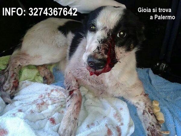 valentinaInn's tweet photo. A soli 7 mesi è stata presa a bastonate dal suo padrone. Un RETWEET per fargli trovare casa e ricredere nell'amore. https://t.co/It1LtzwP1V
