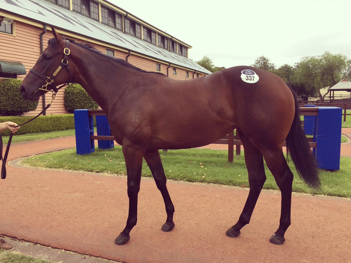 PrideRacing's tweet photo. I Am Invincible X Ardent Command filly purchased with @ProvenTbreds from @NewgateFarm. Don't miss out and get in contact today #ItsPossible https://t.co/TPi6yFOaEf