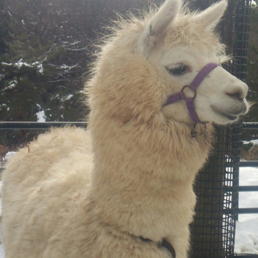 あくろ On Twitter アルパカ アニメに出てきたのはスリだけどこっちはワカイヤかな 子供もいました けものフレンズ けものフレンズ聖地巡礼部