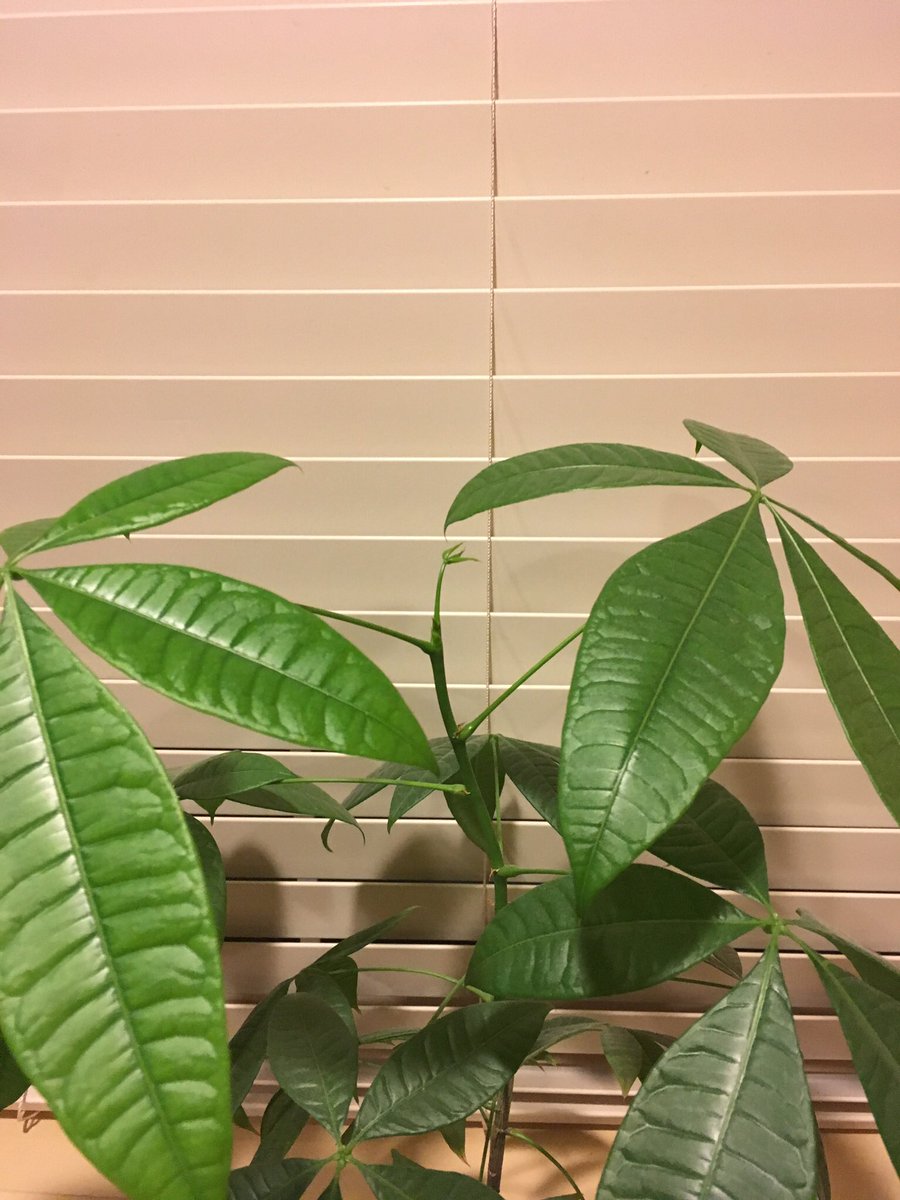 wormgro's tweet image. I added a couple tbps of #WormGro #wormcastings into my money tree soil. Here is Day 1 of 30. I can't believe what happened Day 30!