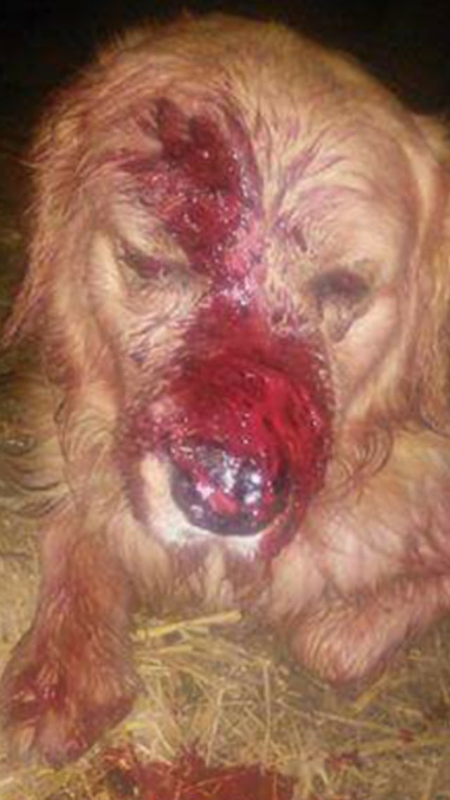 PEYGAMBER EFENDİMİZ SESSİZ KULLARA EZİYET EDENLERİ LANETLEMİŞTİR O ne güzel bir elçidir desteğinizle yeni 5199TCK <a href="/RT_Erdogan/">rt_erdogan</a> <a href="/VeyselEroglu/">Veysel Eroğlu</a>