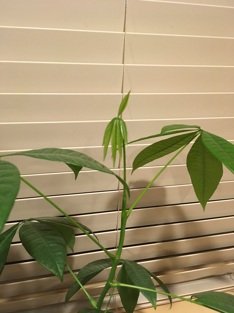 wormgro's tweet image. Day 15 after adding a couple tbps of #WormGro worm castings into the soil. It's already sprouted a new section and leaves! WTH?! #itsworking