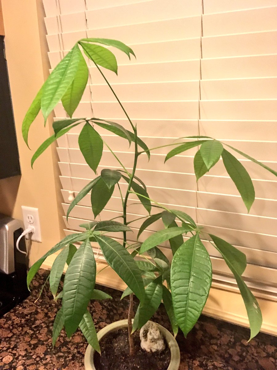 wormgro's tweet image. Day 30: Im still in shock with the growth. Not only did it make the leaves greener. It grew an entire new section and full leaves! #WormGro