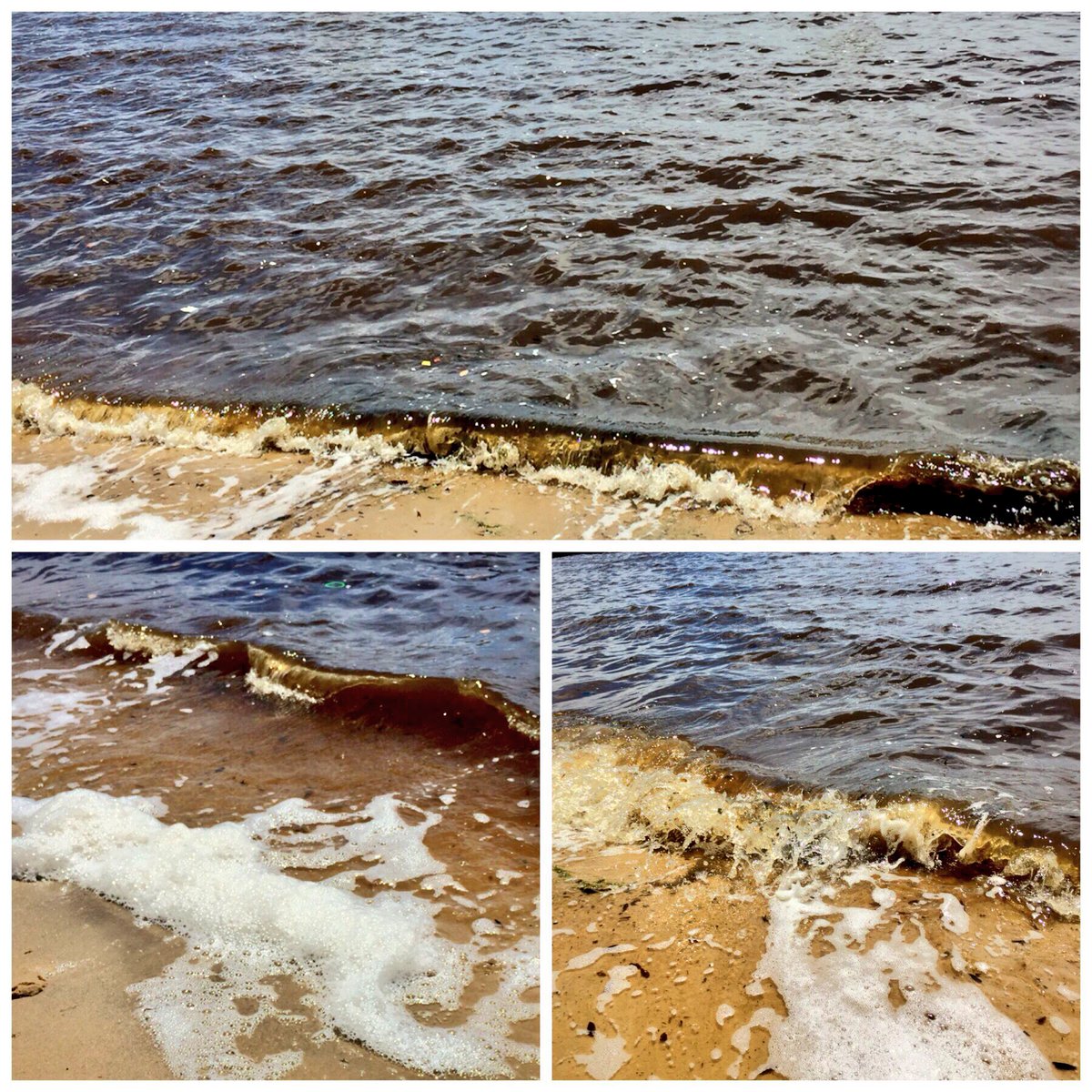 anasghadouani's tweet photo. #swan after #perthflood/storm☔️💨 looking bit out of sorts. Fear nutrient pulse may cause the river some indigestion 🤢 & possible hangover 🤒. https://t.co/BHX6URgUsi