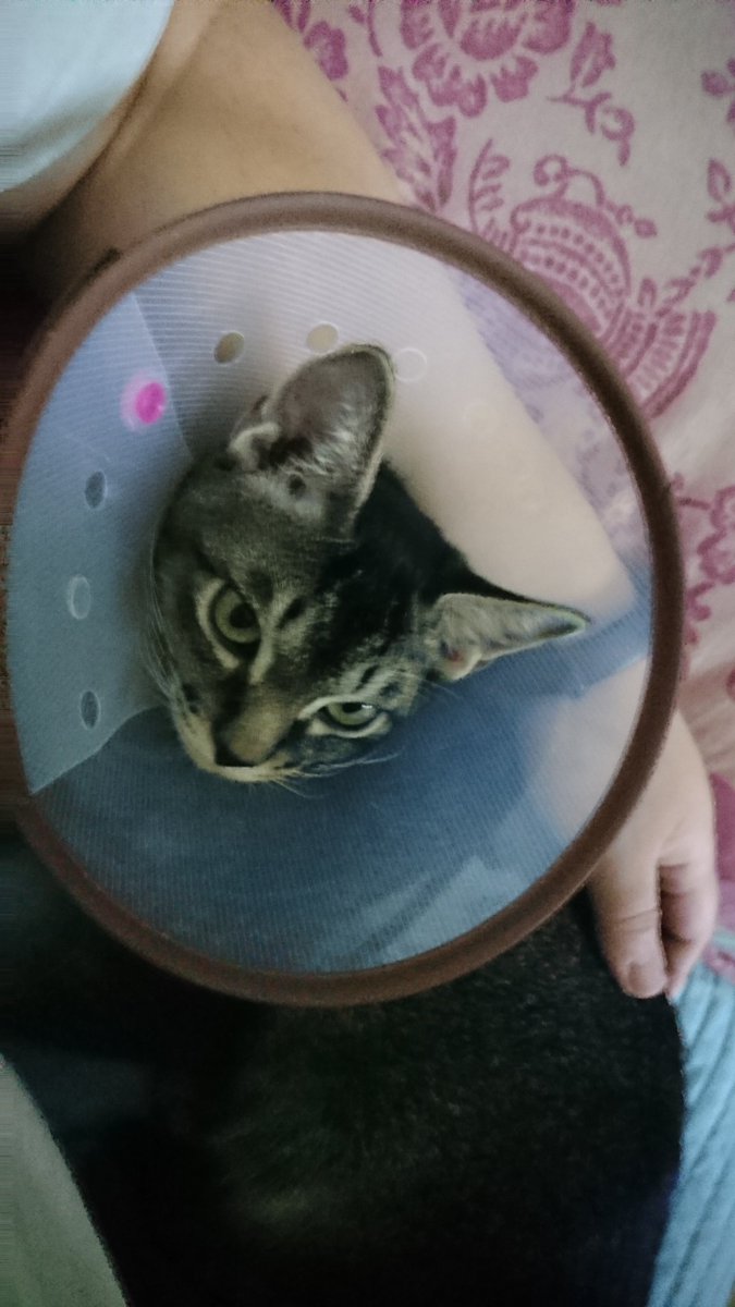 그만 좀 와 껌딱지들아