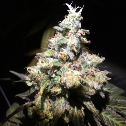 GasGrowers's tweet image. #NewProfilePic #cannabis #weed #marijuana #cottoncandy - Cotton Candy - Afghan #1 x DJ Shorts Blueberry.