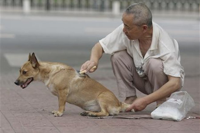 FinancialXpress's tweet photo. #Massculling of #dogsinChina after women dies of rabies
https://t.co/B9iN2jTGqO https://t.co/Bk06V96EjT