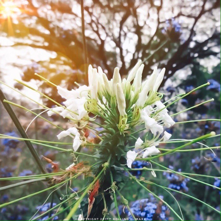 RollingDMark's tweet photo. อากาศเย็นๆ เดินเล่น มช.🐰🌳🚙🗺🌿🌸📱
:
#ReviewThailand #reviewchiangmai #รีวิวเชียงใหม่ #tripchiangmai #backpackalone https://t.co/l07WTRuadx
