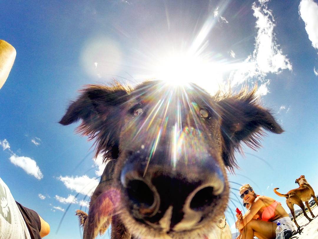 Poochy_Coo's tweet photo. Beach kisses from Wally.@TEARSwelfare 
#dogs #RescueDogs #dogsoftwitter #capetown #GoPro #imageawards #puppy #southafrica https://t.co/SqIh8WZPeB