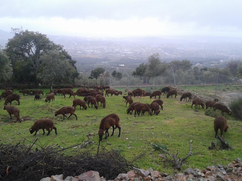 Gonzalo_Palomo's tweet photo. Las #merinasnegras ya están #Merineando el #Portanchito de #LaMontaña. Vista espectacular de #Cáceres al fondo https://t.co/5SojLw9Ouk