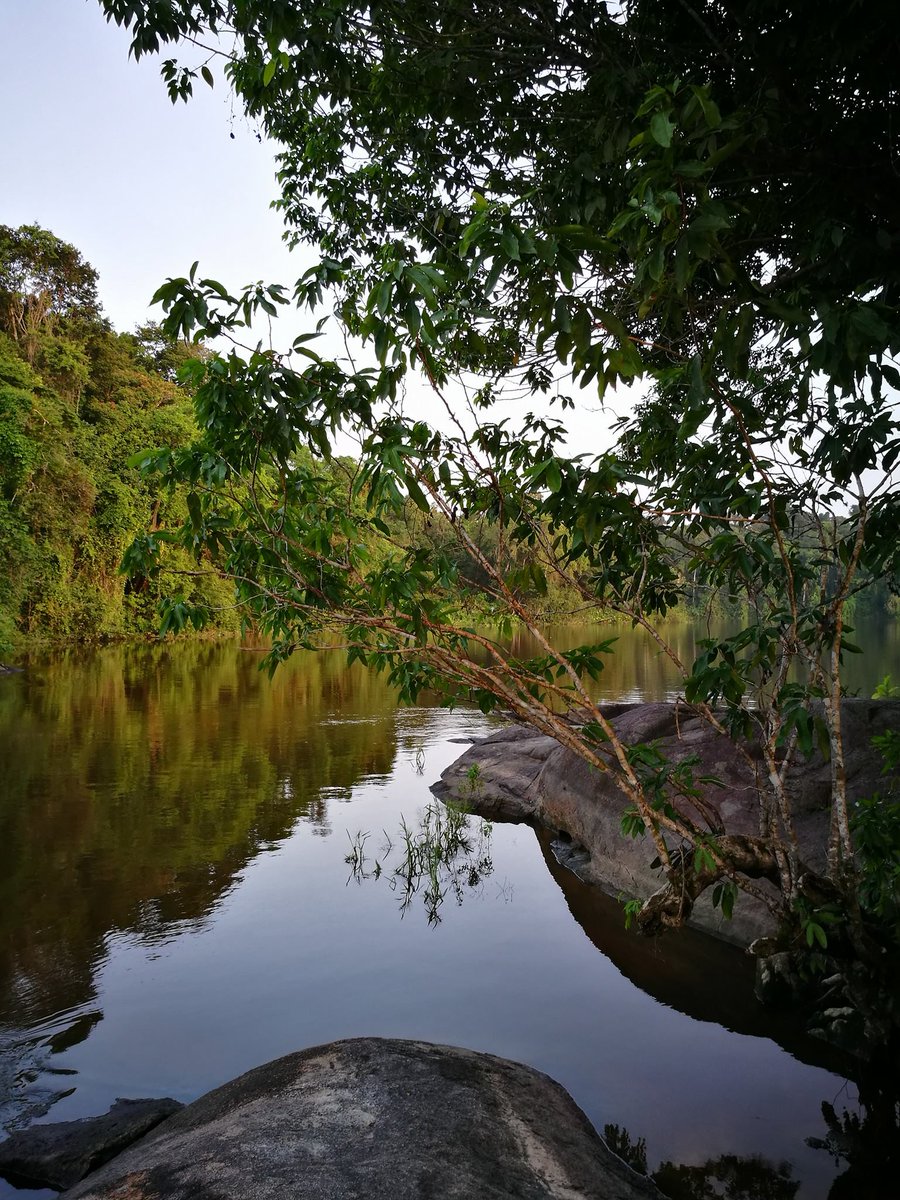 2MonkeysTravel's tweet image. #Nature #lovers must #visit #Suriname #Paramaribo #Isadou #SouthAmerica #VisitSuriname #2MonkeysTravel #TravelBlog #adventure #travel #fun