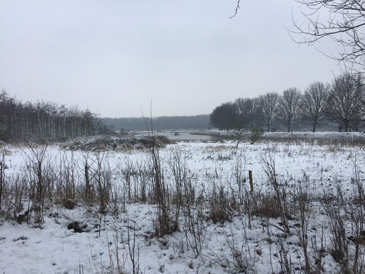 Het is schitterend in de <a href="/BroekpolderVld/">Broekpolder</a> #SchotseHooglanders #Vlaardingen