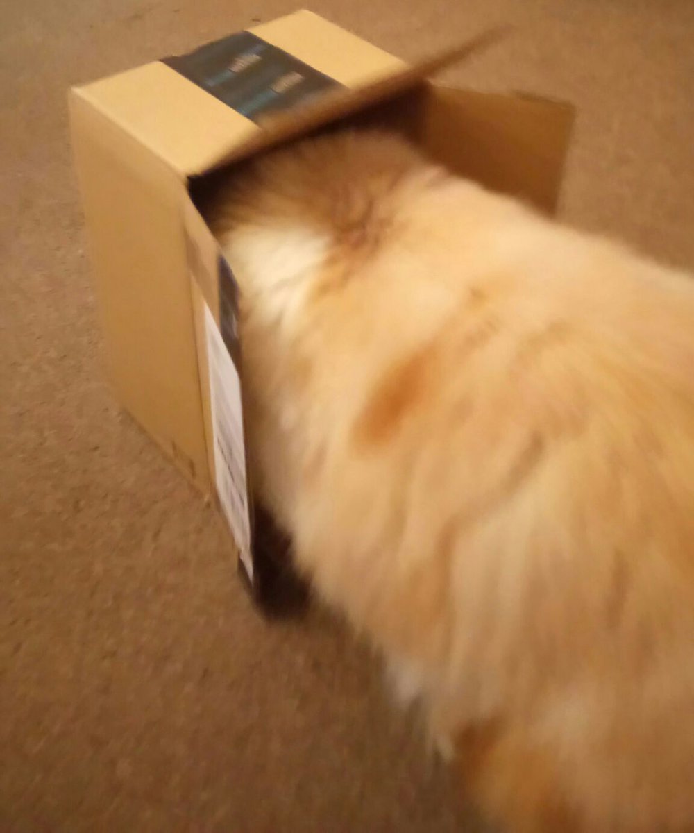 CatFergus's tweet photo. I'm living in a box,  living in a cardboard box etc... 
#BoxCat #InappropriatePlacesToStay 
#CrazyCat https://t.co/cB63eTkO3g