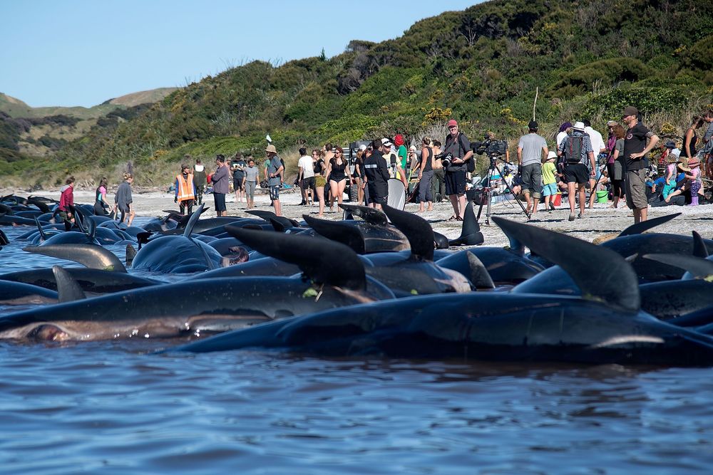 UNEP_Francais's tweet photo. Nouvelle-Zélande : 200 nouvelles baleines s’échouent https://t.co/2jYuMzyxMy https://t.co/F9H0VzIBYb