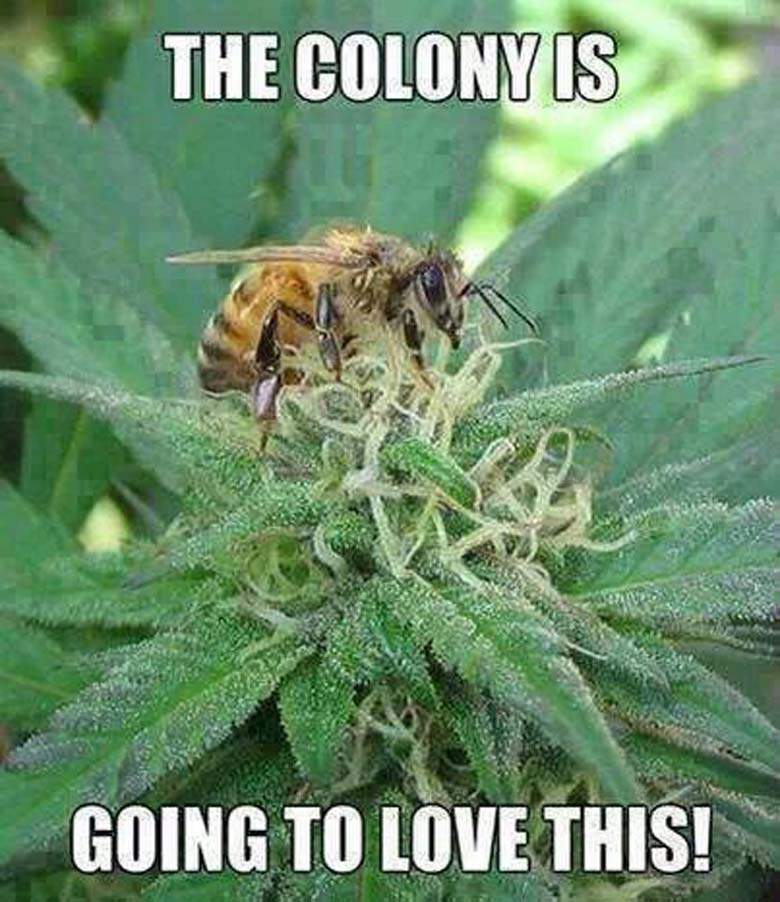 420UK_'s tweet photo. #420Fun https://t.co/NNkrfwpFSr