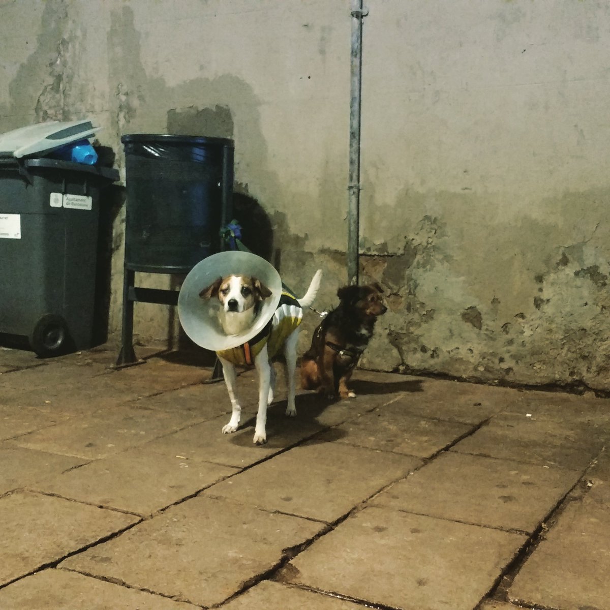 Lubo Tomko tweet media