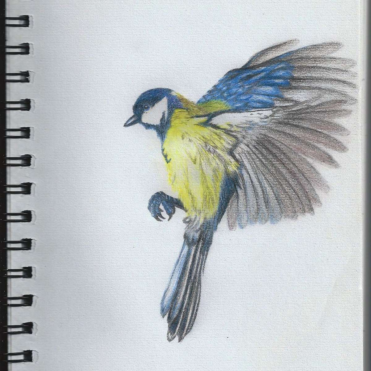 Blue tit in pencil colours #art #artist #draw #drawing #sketch #sketchbook #pencil #Colour #pencilsketch #pencilcolour #bird #blue #yellow