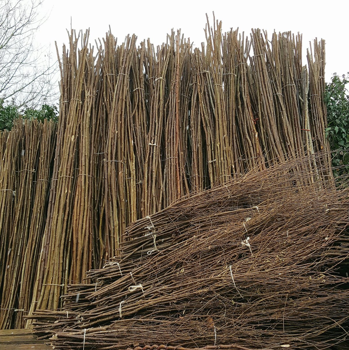 We may be in the depths of winter but we're stocking up for spring here. Bean rods, pea sticks, plant supports #allotment #growyourown #veg
