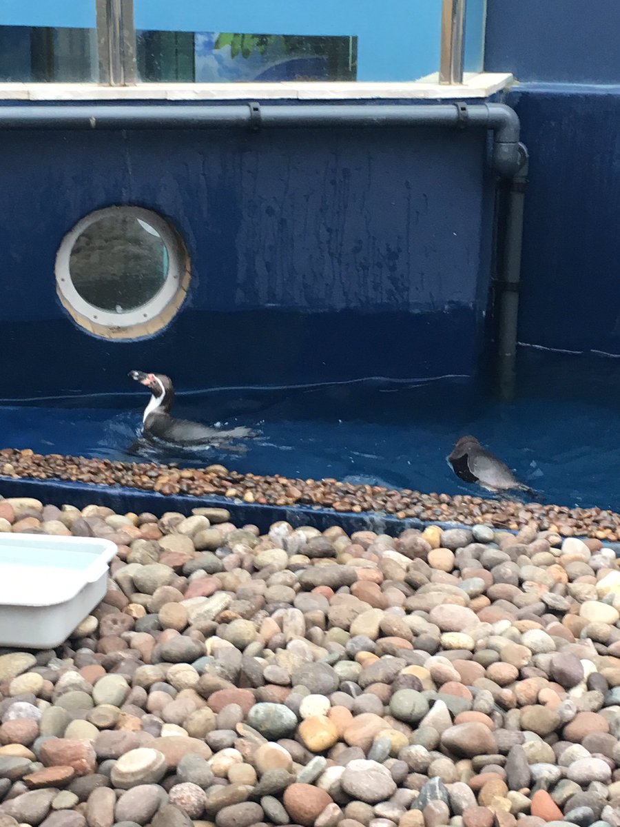 roxcreeve's tweet photo. The new penguins at southend sea life #oceanlife #oceab #sealife #penguins #mermaid https://t.co/nFKXLFyWq8
