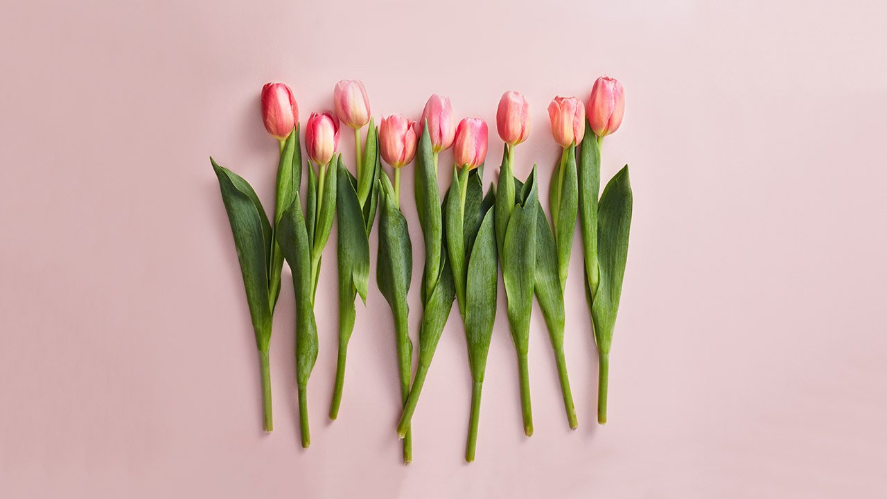 Woolworths SA on Twitter tulips & treats. Seal them with a kiss… https//t.co/HtnR7UYwEP