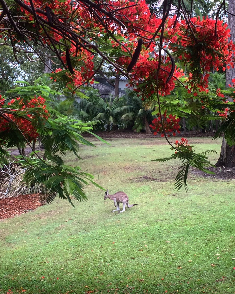 PeterSchnyder7's tweet photo. On lawn by flame trees,
The roo has air con and lunch,
Simple life well lived.

#summer #heatwave #wildlife #haiku https://t.co/apKkvnbxiM